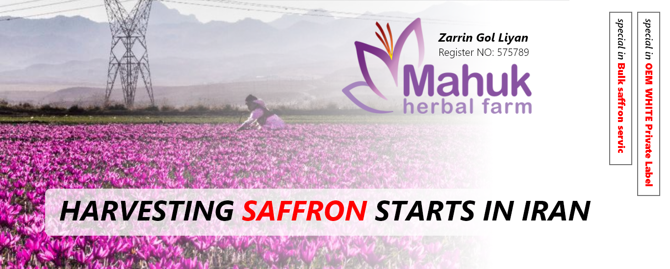 Harvesting saffron starts in Iran