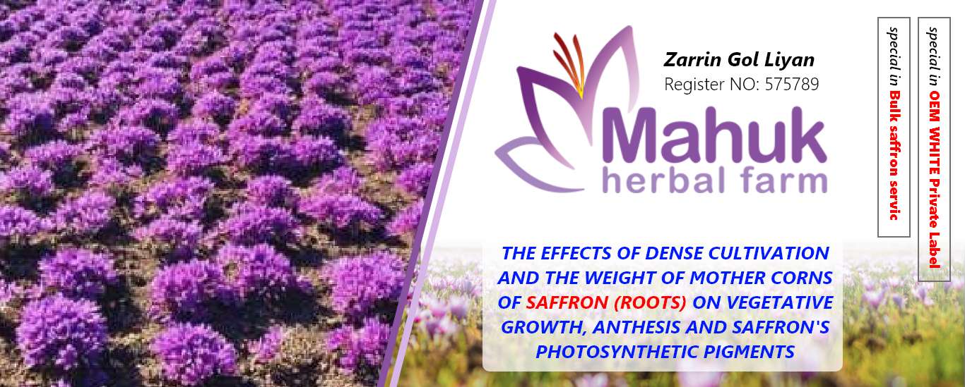 The effects of dense cultivation and the weight of mother corns of saffron (roots) on vegetative growth, anthesis and saffron’s photosynthetic pigments