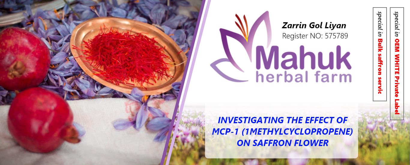 Investigating the effect of MCP-1 (1methylcyclopropene)  on saffron flower