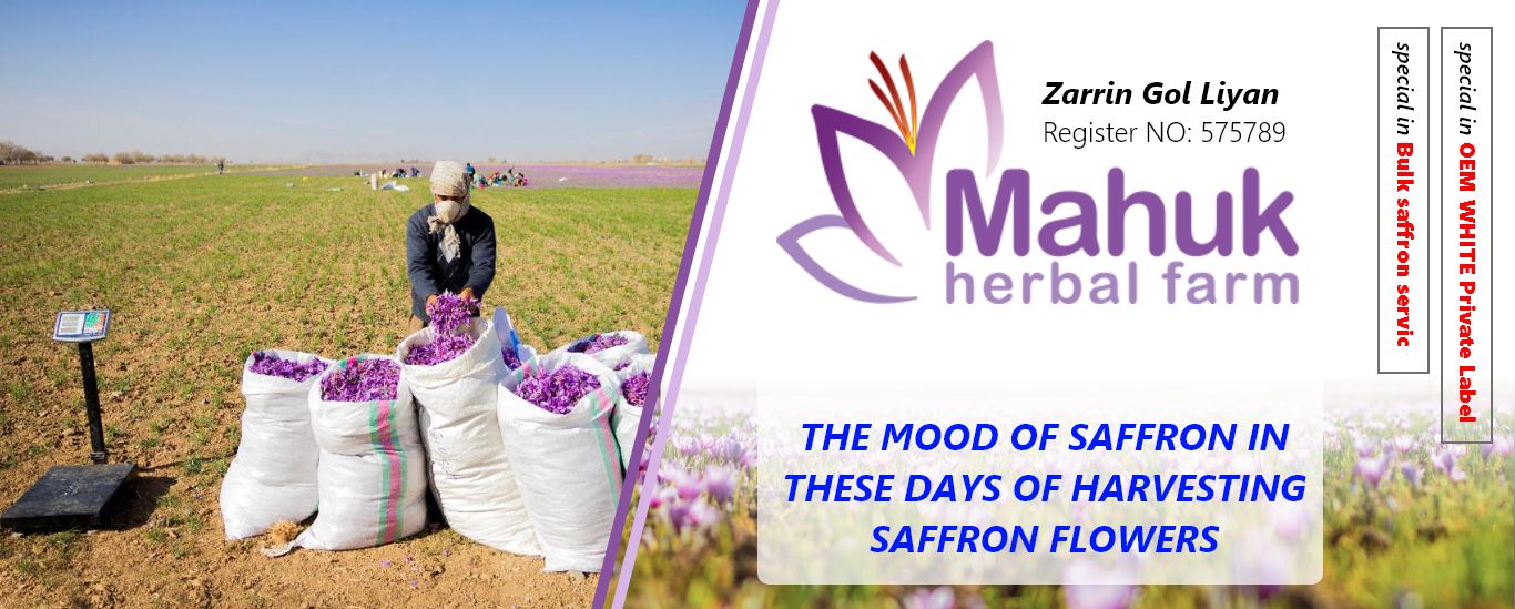 The mood of saffron in these days of harvesting saffron flowers