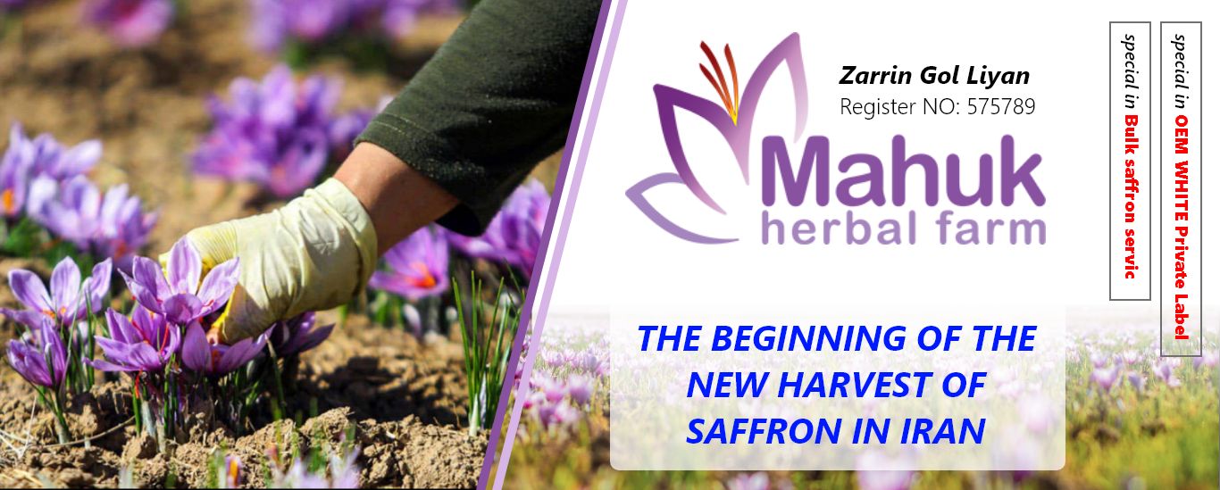 The beginning of the new harvest of saffron in Iran